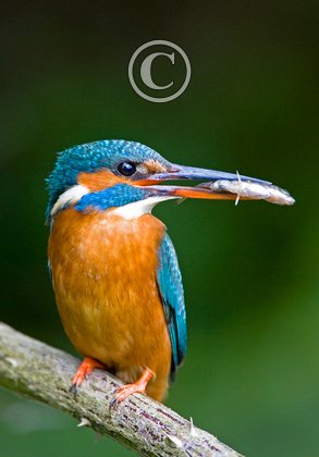 King Fisher DM0945